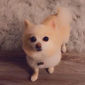 Meet your Posher, Angelica